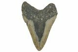 Fossil Megalodon Tooth - North Carolina #348292-1